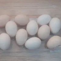 تخمه استرالورپ استرالیایی.برهما درجه ۱.سلطان