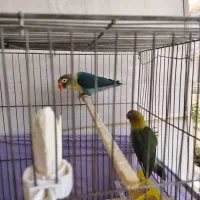 یک جفت برزیلی به همراه تخم و جوجه