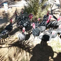 بوقلمون نروماده|پرنده|خاش, |دیوار