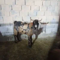 نر بز|حیوانات مزرعه|کهریزک, |دیوار