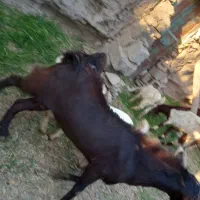 نری چاق سرحال عنبراباد