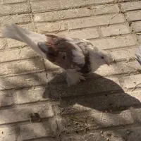 کبوتر فرشی|پرنده|مهاجران, |دیوار