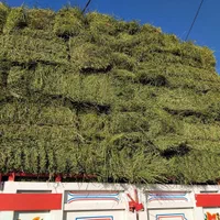 یونجه خالص چین سوم بدون رطوبت و علف