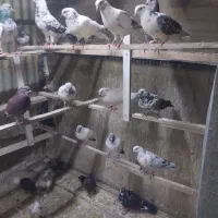 کبوتر  کبکی پرشی