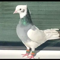 کبوتررنگی طوقی طوق