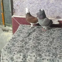 کبوتر شازده