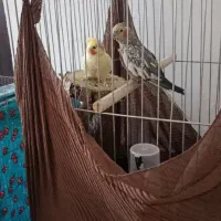 عروس هلندی مولد