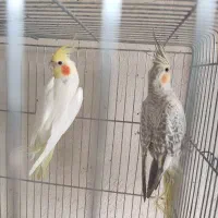 عروس هلندی|پرنده|ابهر, |دیوار