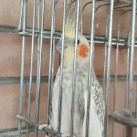 جفت عروس هلندی|پرنده|فولادشهر, مسکن مهر فولادشهر|دیوار