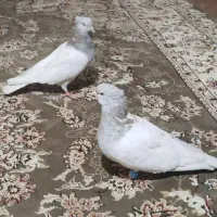کفتر کله