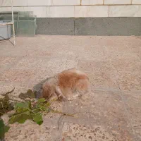 خرگوش لوپ|موش و خرگوش|خرم‌آباد, |دیوار