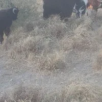 نربز چاق