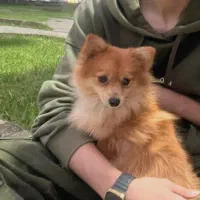 سگ پامرین پشمالو|سگ|تالش, هشتپر|دیوار