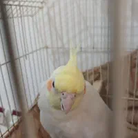 طوطی عروس نر|پرنده|رشت, دیانتی|دیوار