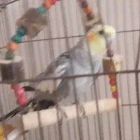 عروس هلندی نر مست آماده جفت گیری