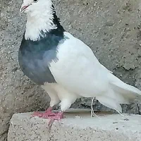 فروش یک جفت طوقی پالخت و نر گیج و گره زمینی|پرنده|لامرد, |دیوار
