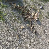 جوجه گلین و جوجه اردک محلی کرچ شو