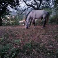 فروش اسب نریان نژاد کاسپین|اسب و تجهیزات اسبسواری|لاهیجان, آهندان|دیوار