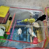 مرغ عشق با رنگبندی زیبا|پرنده|شیراز, کوشک میدان|دیوار