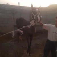 اسب