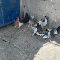 بهبهانی و شهری|پرنده|شیراز, رکن‌آباد|دیوار