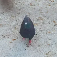 فروش کفتر بهبهانی