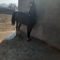 مادیون ۶دنگ همراه کره|اسب و تجهیزات اسبسواری|تفرش, |دیوار