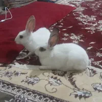 خرگوش|موش و خرگوش|تهران, اتحاد|دیوار