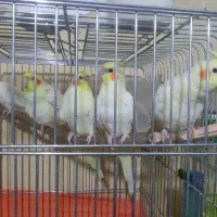 عروس هلندی