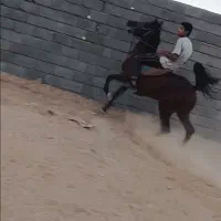 اسب نریان|اسب و تجهیزات اسب‌سواری|هرسین, |دیوار