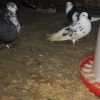 یک جفتکفتر دم چتر دو جفت زینتی چنتا پرشی ضمانتی|پرنده|رویان, |دیوار