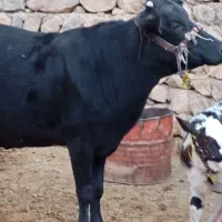 گاو همراه گوساله نر سیمینتال