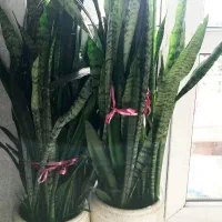 گل سانسوریا|گل و گیاه طبیعی|رشت, کوی مهر|دیوار