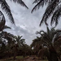 باغ