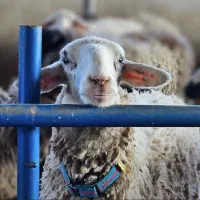 گوسفند کمر پر