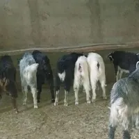 بره بزغاله