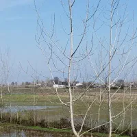 زمین-22هزار-متر-خمام-خشکبیجار