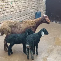 گوسفنددوقولوزا|حیوانات مزرعه|قزوین, |دیوار