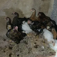جوجه مرغ|حیوانات مزرعه|شوش, |دیوار