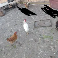 چند عدد. خروس