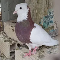 طوقی
