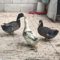 بوقلمون نر|حیوانات مزرعه|کرمان, |دیوار