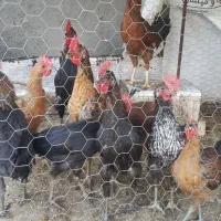 فروش خروس