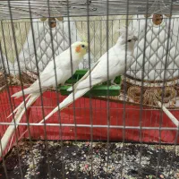 عروس هلندی کار داده