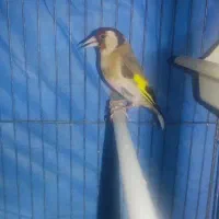 سهره ماده جفتی