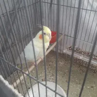 پرنده های زیبا|پرنده|شاهینشهر, گرگاب|دیوار