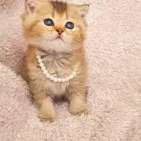 مجموعه گربههای اصیل (اسکاتیش/پرشین/بریتیش)|گربه|اصفهان, جلفا|دیوار