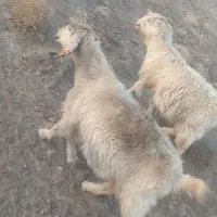 30عدد بز ابست برا 10روز دیگه میزاین