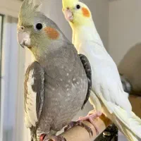 عروس هلندی جفت مولد سخنگو واضح و کامل