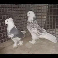 کبوتر|پرنده|چهاردانگه (تهران), |دیوار